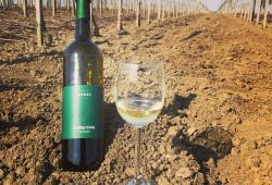 Vinárstvo Krmeš - pohľad na vinice a výslednný produkto vo flaši 